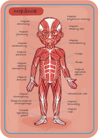 Magnetyczna układanka, magnesy dla dzieci. Anatomia, Janod