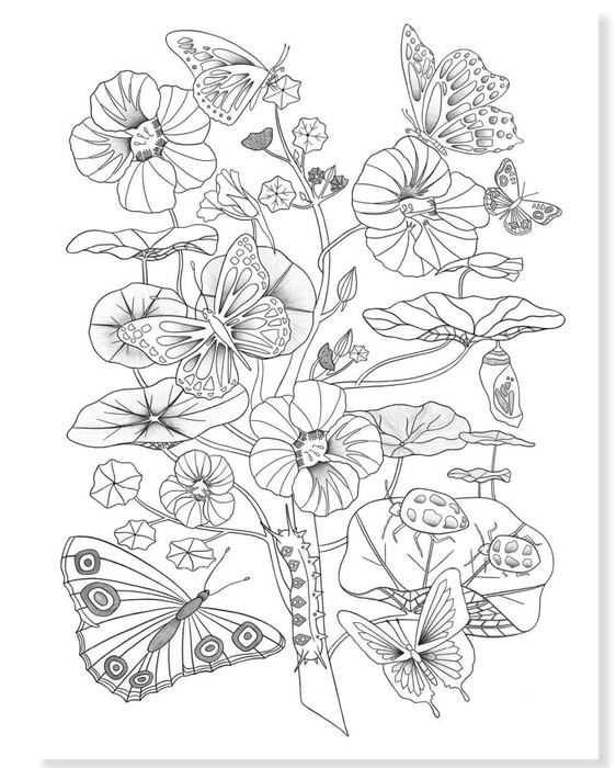 Obrazy do kolorowania w teczce Las Djeco