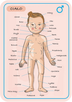 Magnetyczna układanka, magnesy dla dzieci. Anatomia, Janod