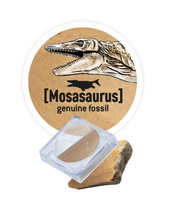 Zestaw Małego paleontologa Brachiozaur Buki 