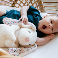 Szumiący Króliś Felcia Whisbear