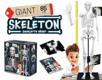 Model szkieletu człowieka do samodzielnego montażu Buki