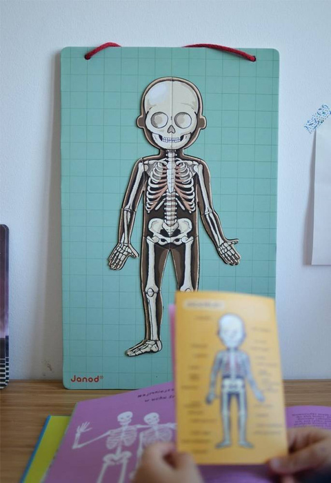 Magnetyczna układanka, magnesy dla dzieci. Anatomia, Janod