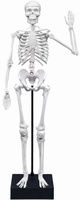 Model szkieletu człowieka do samodzielnego montażu Buki