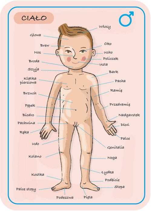Magnetyczna układanka, magnesy dla dzieci. Anatomia, Janod