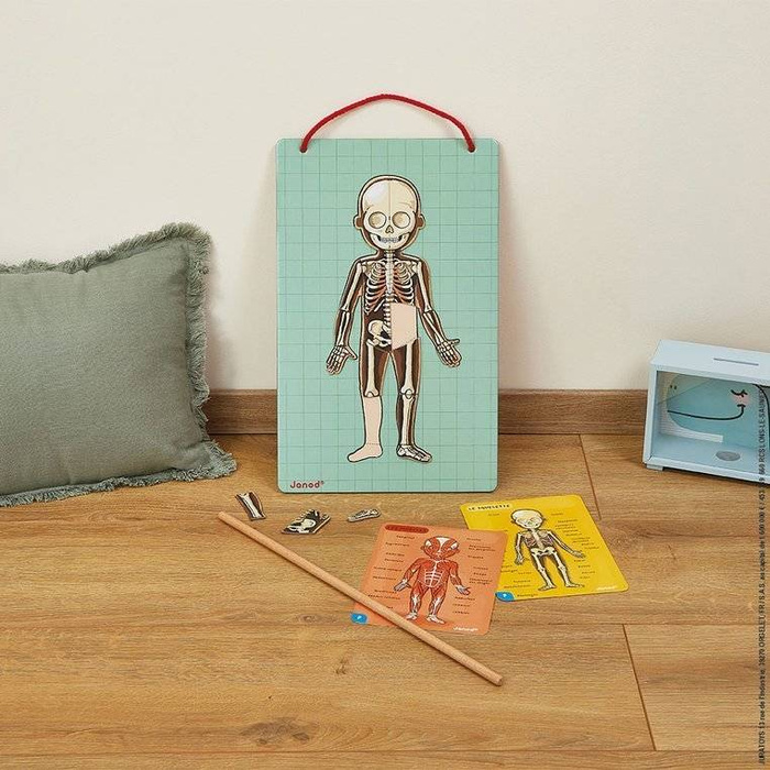 Magnetyczna układanka, magnesy dla dzieci. Anatomia, Janod