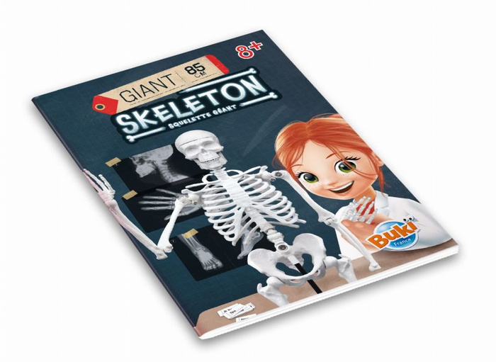 Model szkieletu człowieka do samodzielnego montażu Buki