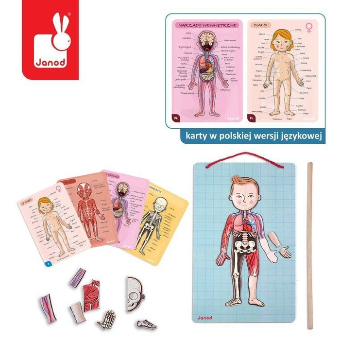 Magnetyczna układanka, magnesy dla dzieci. Anatomia, Janod