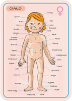 Magnetyczna układanka, magnesy dla dzieci. Anatomia, Janod