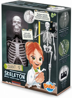 Model szkieletu człowieka do samodzielnego montażu Buki