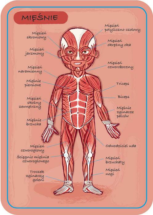 Magnetyczna układanka, magnesy dla dzieci. Anatomia, Janod