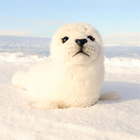 Maskotka dla dzieci foka biała 30 cm Rappa 