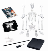 Model szkieletu człowieka do samodzielnego montażu Buki