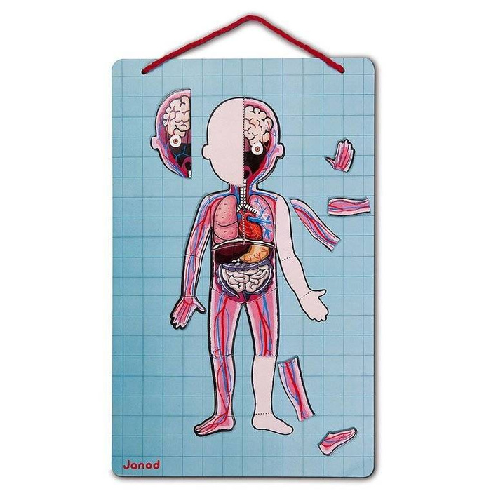 Magnetyczna układanka, magnesy dla dzieci. Anatomia, Janod