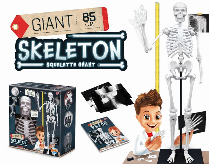 Model szkieletu człowieka do samodzielnego montażu Buki