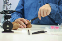 Nauka i zabawa mikroskop 30 doświadczeń dla dzieci Buki