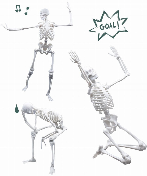 Model szkieletu człowieka do samodzielnego montażu Buki