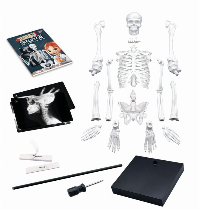 Model szkieletu człowieka do samodzielnego montażu Buki