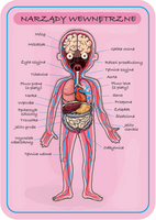 Magnetyczna układanka, magnesy dla dzieci. Anatomia, Janod