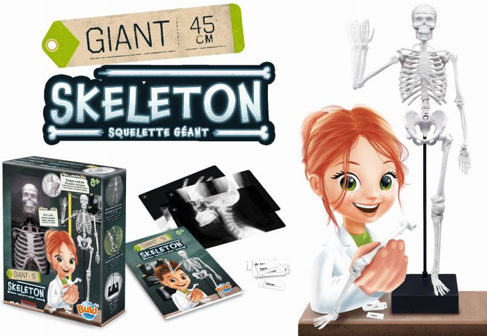 Model szkieletu człowieka do samodzielnego montażu Buki