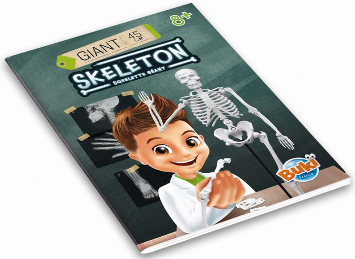 Model szkieletu człowieka do samodzielnego montażu Buki