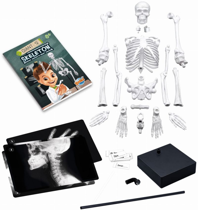 Model szkieletu człowieka do samodzielnego montażu Buki