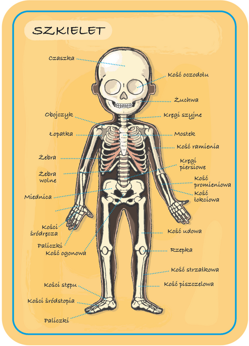 Magnetyczna układanka, magnesy dla dzieci. Anatomia, Janod