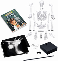 Model szkieletu człowieka do samodzielnego montażu Buki