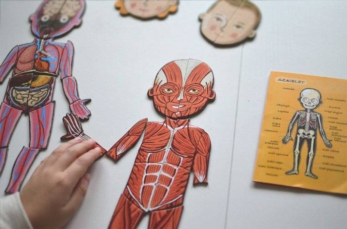 Magnetyczna układanka, magnesy dla dzieci. Anatomia, Janod