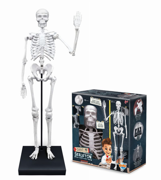Model szkieletu człowieka do samodzielnego montażu Buki