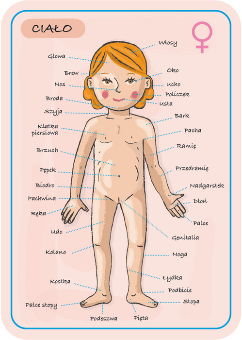 Magnetyczna układanka, magnesy dla dzieci. Anatomia, Janod